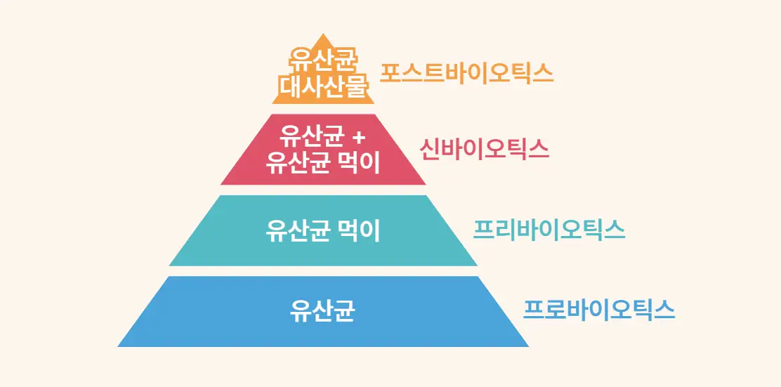 프리바이오틱스 프로바이오틱스 신바이오틱스 포스트바이오틱스 차이점 피라미드 구조